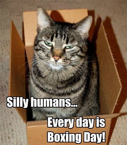 Boxing Day Cat Meme - Sarcasm is the best way to communicate these days ...